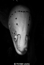 black and white shot of a Grey moray, Eilat, Israel by Michael Loulou 